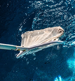 Skimmer net removing debris during pool water maintenance by Commercial Pool Kings.